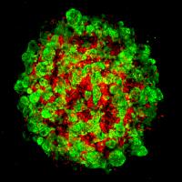 Developing Liver