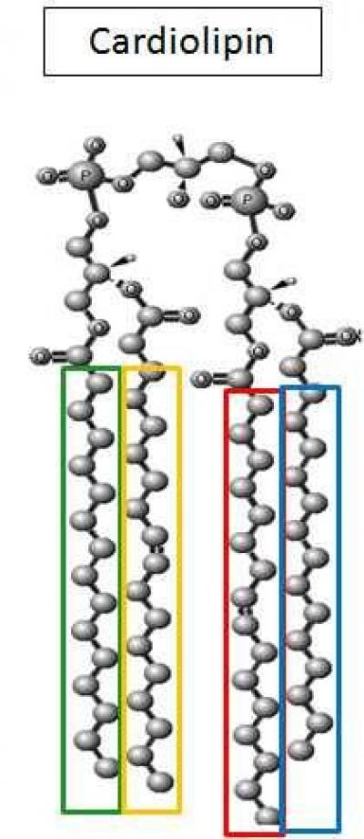 Cardiolipin Molecule