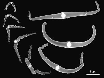 Nanomoustaches