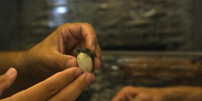 Terrapin Turtle (1 of 2)