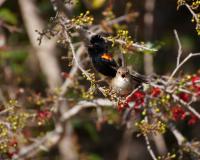 Fairy-Wren Duet (2 of 2)