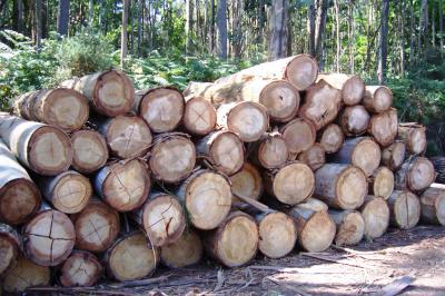 Felling of Eucalyptus Forests in Galicia