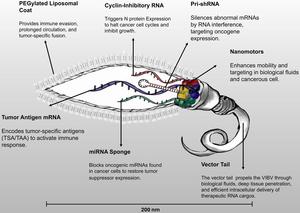 Schematic representation of the VIBV