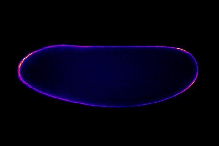 An embryo expressing a PIP3 marker.