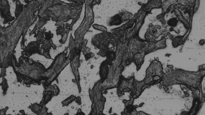 A scan of the sheep bone used in the study