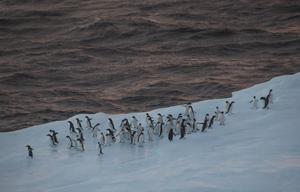 In search of krill, fishing vessels in the Southern Ocean encounter penguins during their main breeding season