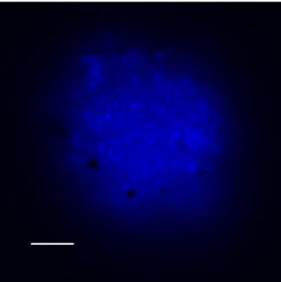 Microbial Aggregate