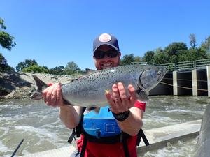 Chinook salmon