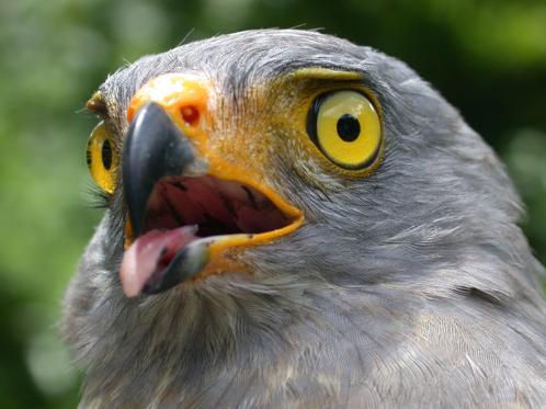 Roadside Hawk
