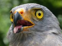 Roadside Hawk