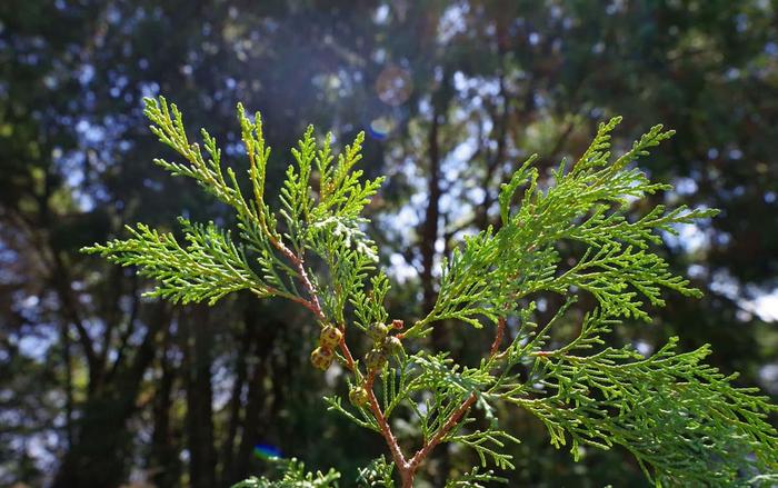 Needle and cone of hinoki cypress, Chamaecyparis obtus