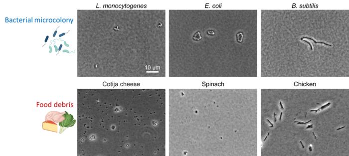 Food debris and bacteria