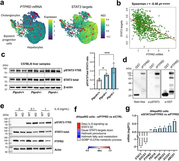STAT3 is a PTPRD substrate in the liver and regulates peroxisomal fatty acid metabolism.