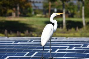 Great Egret on floating solar panel