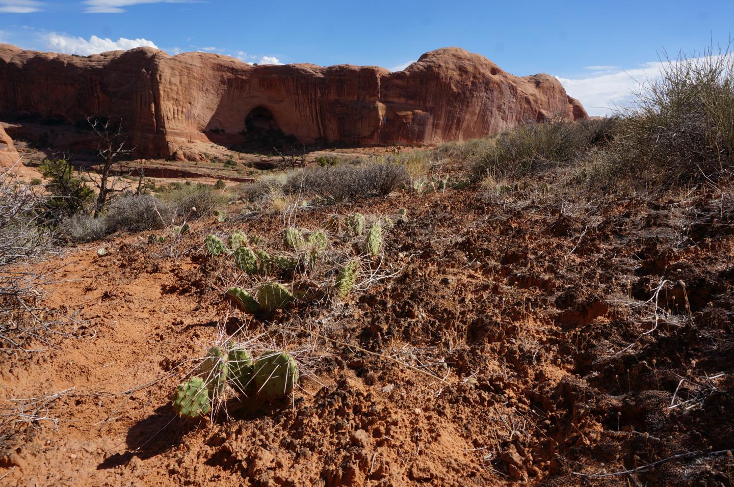 Real World Native Biocrusts: Microbial Metabolism