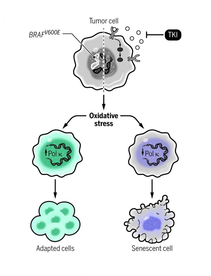 A Neutralizer of Cell Stress Supports Drug Resistance in Tumor Cells (1 of 1)