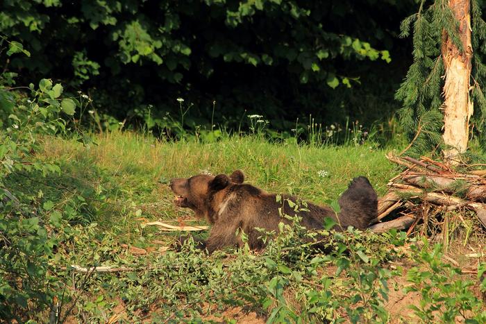 Bear caught in a snare in Covasna County