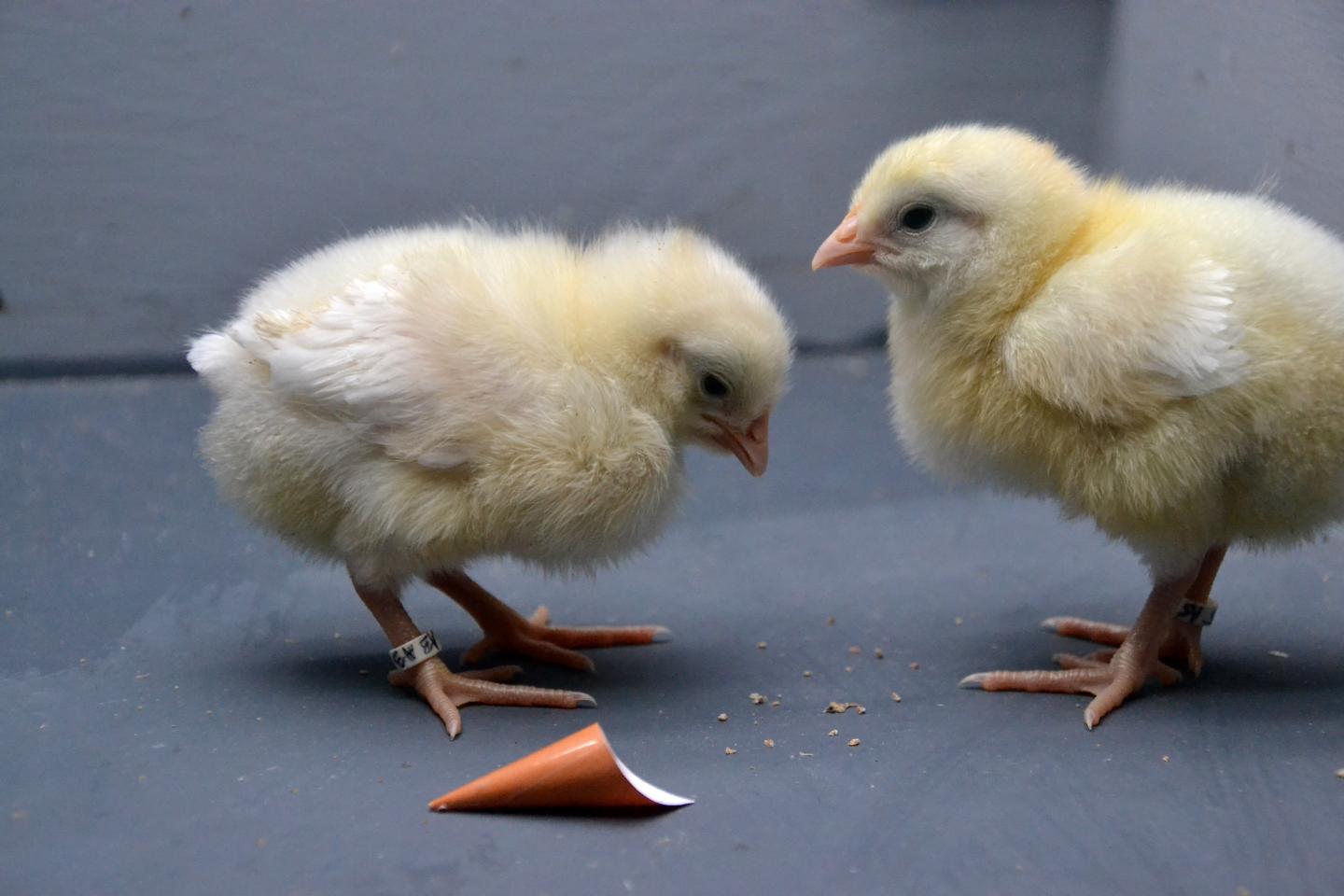 Chickens During the Experiment