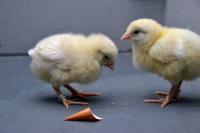 Chickens During the Experiment