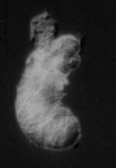 Tubeworm Larva