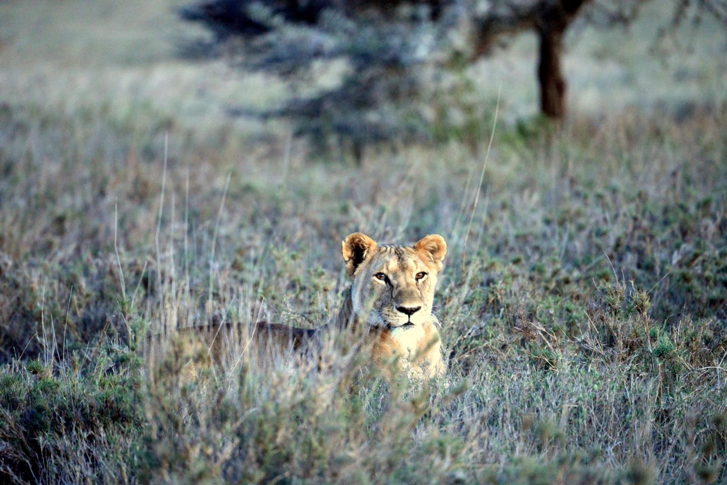 Lion in Grass