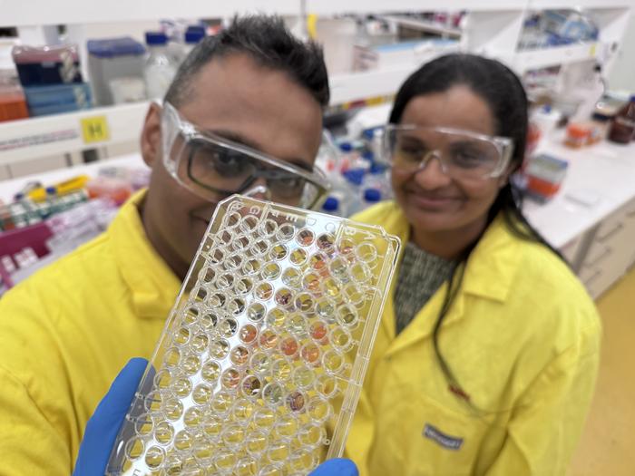 Colour changes to identify dangerous golden staph strains
