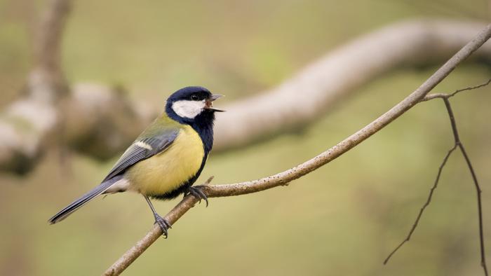 Great Tit in Wytham Woods B