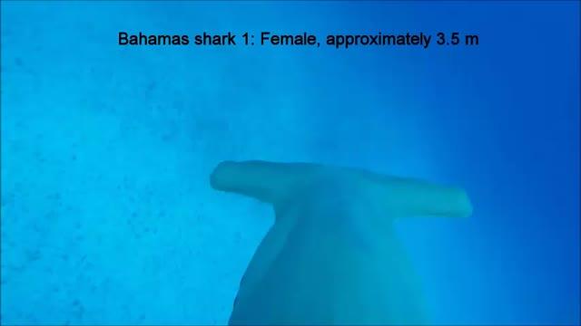 Shark Alternating between Rolling to Right and Left Sides