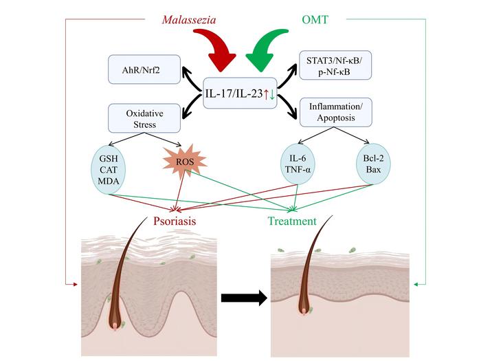Oxymatrine ameliorates Malassezia overgrowth-induced psoriasis in vivo and in vitro by inhibiting the biofilm formation and inflammation