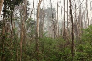 A burned primary forest in Brazilian Amazon