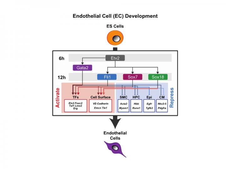 Regulatory gene circuit of the master transcription factors for EC differentiation