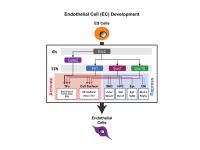 Regulatory gene circuit of the master transcription factors for EC differentiation