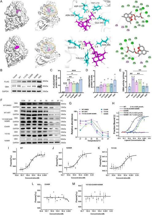 Identification of important binding sites for artesunate with GBA protein (n = 3)