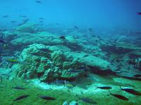 Healthy Reef
