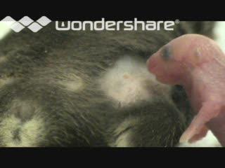 Newborn Mice Depend on Mom's Signature Scent
