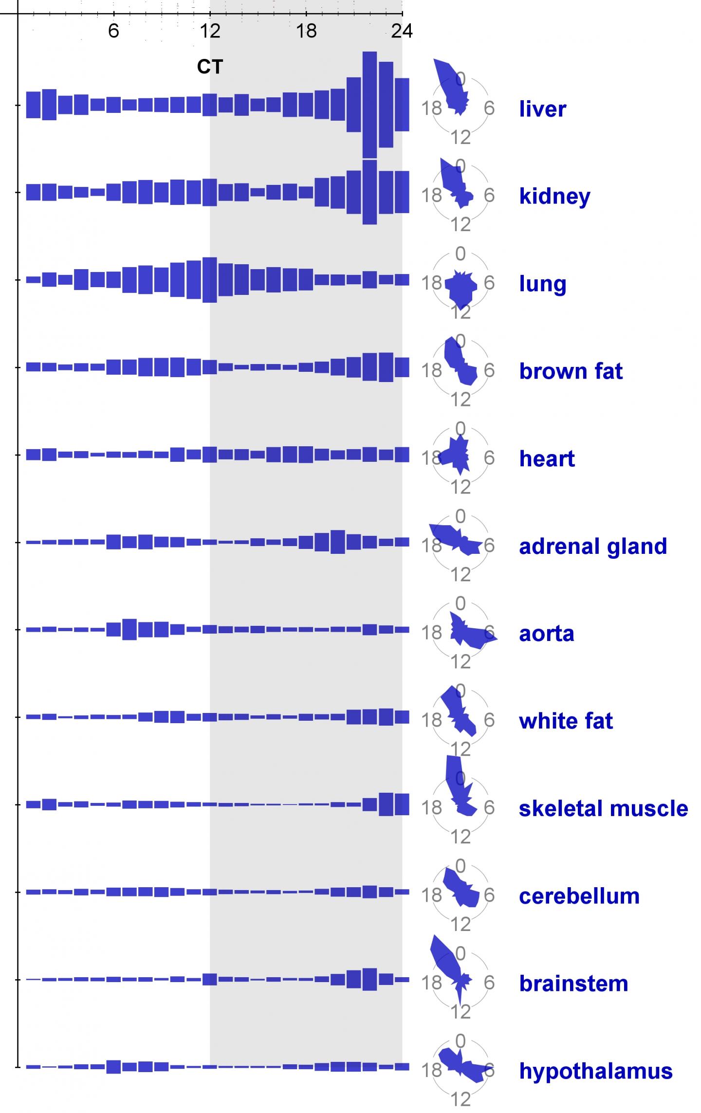 Clock Genes Peak