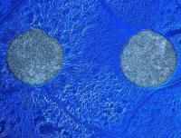 Solar Cell Cosmos