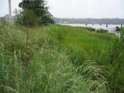 Restored Shoreline in Hempstead Harbor