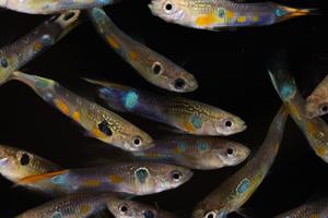Male guppies have an extraordinary diversity of colours