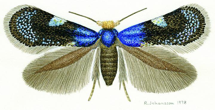 Watercolor