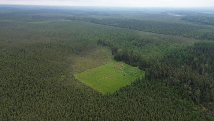 Well pad vegetation established