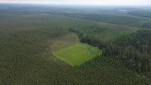 Well pad vegetation established