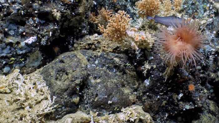 Deep sea coral reefs within the Galapagos Marine Reserve