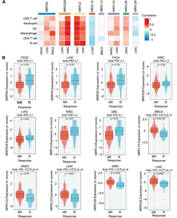 The relationship between MRPs and immunotherapy.