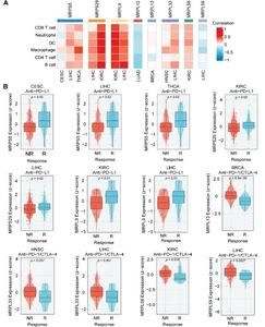 The relationship between MRPs and immunotherapy.