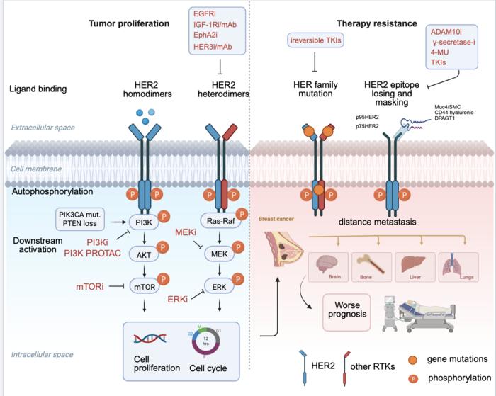 Cracking the challenge of resistance to HER2-targeted therapy in breast cancer