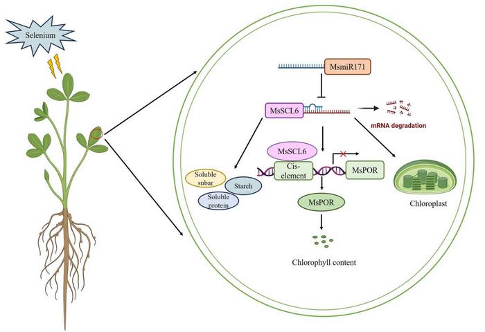 A schematic overview of the role of the MsmiR171-MsSCL6 module in the regulation of chlorophyll biosynthesis in alfalfa.