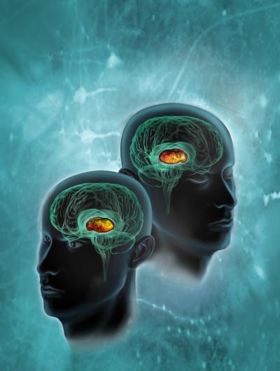 Thalamic Reticular Nucleus 'Switchboard'