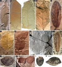 Selected plant taxa from the Zhangpu biota