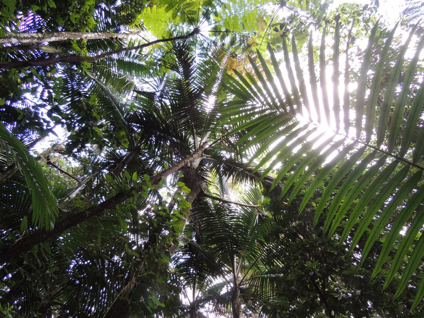 A View from the Forest Floor